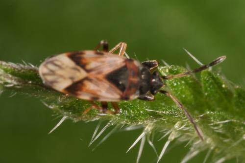 Scolopostethus thomsoni