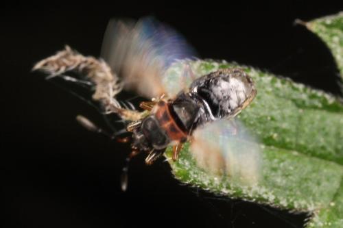 Réf. 120 126 : Scolopostethus thomsoni