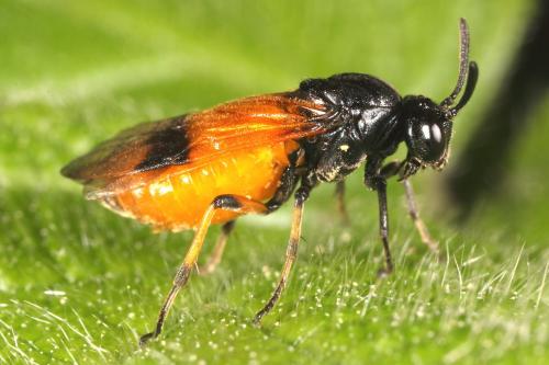Arge cyanocrocea