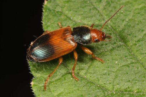 Réf. 120 153 : Diachromus germanus
