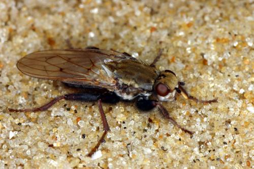 Helcomyza ustulata