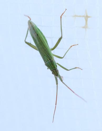 Stenodema calcarata
