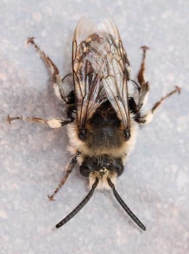 Réf. 120 227 : Melecta albifrons