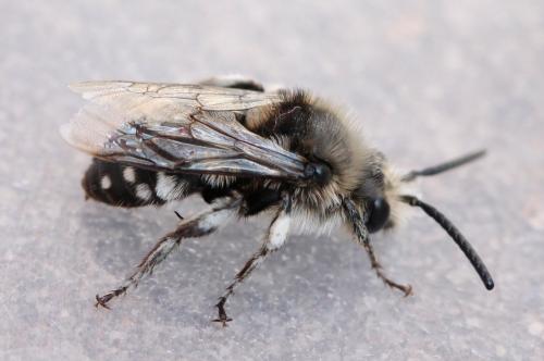 Réf. 120 226 : Melecta albifrons