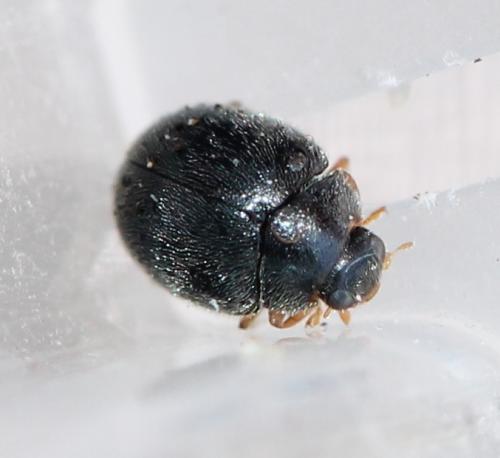 Scymnus rubromaculatus