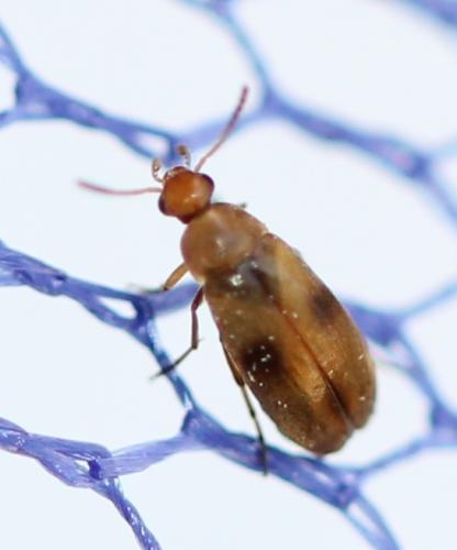 Réf. 120 027 : Anaspis maculata
