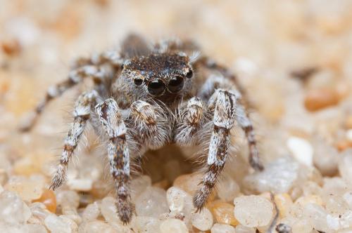 Réf. 120 017 : Pseudomogrus univitattus