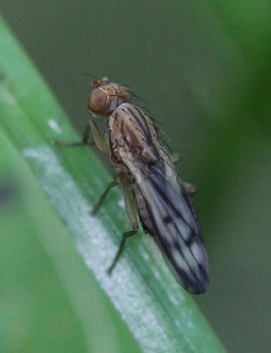 Réf. 120 335 : Opomyza sp.