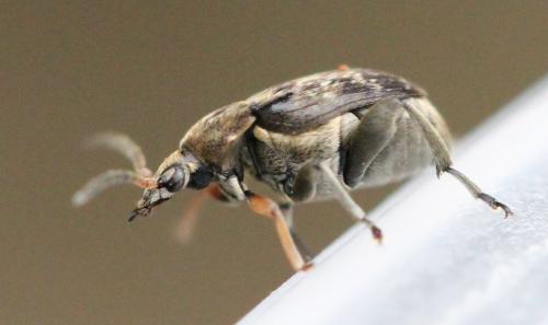 Réf. 120 309 : Bruchus rufimanus