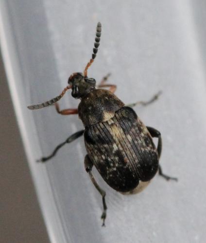 Réf. 120 307 : Bruchus rufimanus