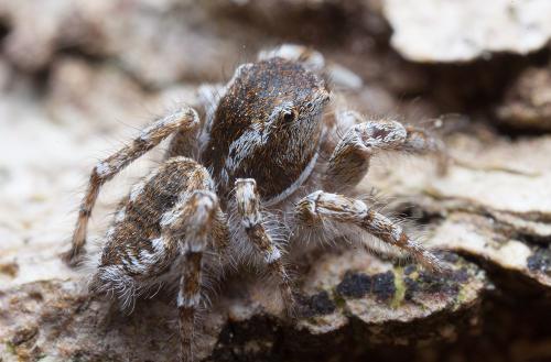 Réf. 120 018 : Pseudomogrus univitattus