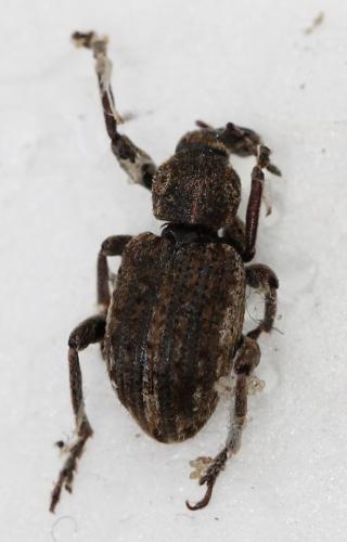 Réf. 120 574 : Brachypera zoilus
