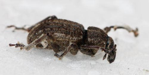 Réf. 120 575 : Brachypera zoilus