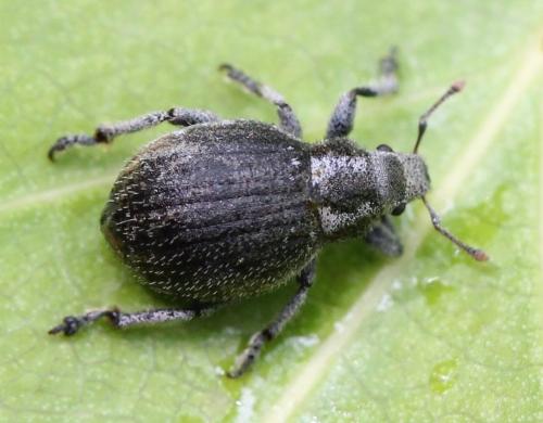 Réf. 120 401 : Philopedon plagiatum