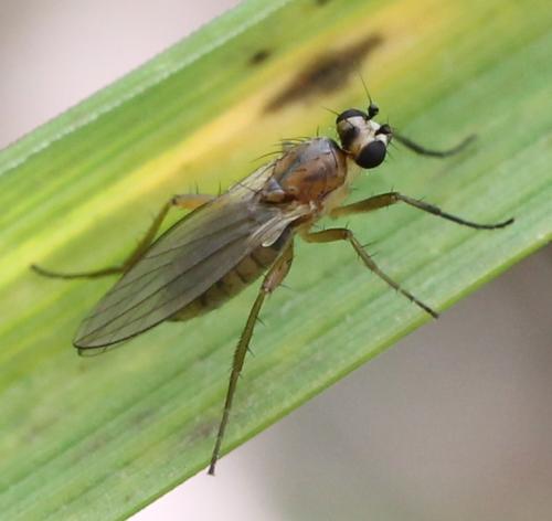 Réf. 120 416 : Lonchoptera lutea