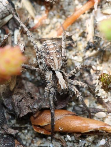 Xerolycosa sp.