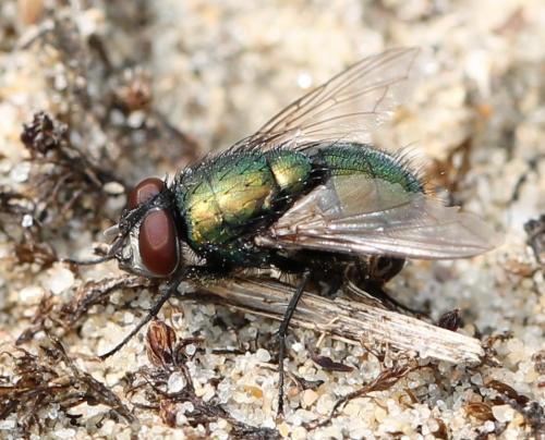 Réf. 120 471 : Lucilia sericata