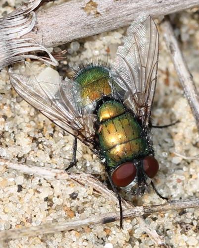 Réf. 120 472 : Lucilia sericata