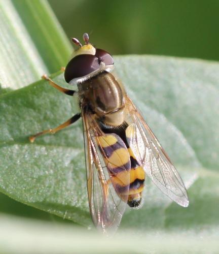 Réf. 120 455 : Eupeodes corollae