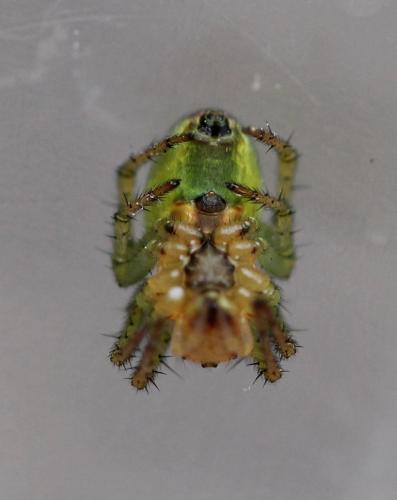 Araniella sp.