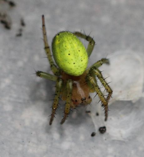 Araniella sp.