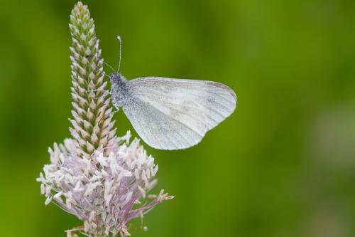 Leptidea sp.