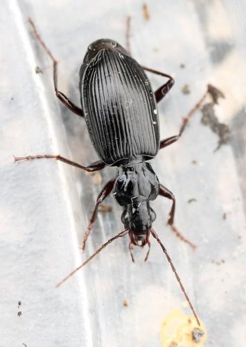 Réf. 120 756 : Platynus assimilis