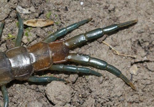 Réf. 120 351 : Scolopendra oraniensis