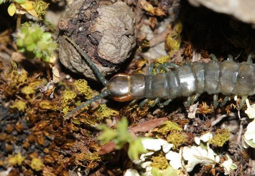 Scolopendra oraniensis