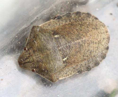 Réf. 120 776 : Eurygaster testudinaria