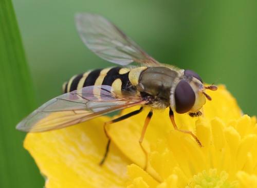 Réf. 120 779 : Syrphus sp.
