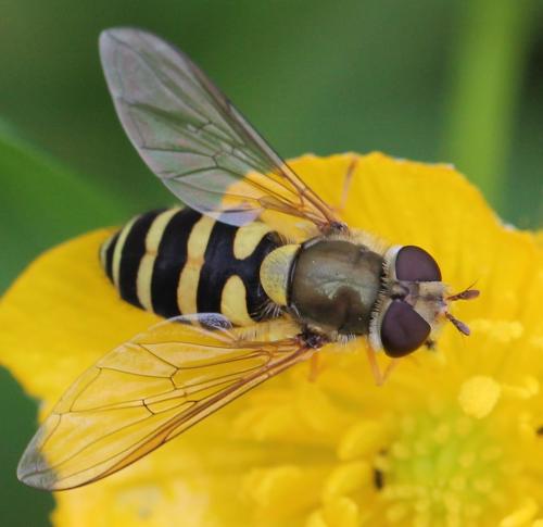 Syrphus sp.