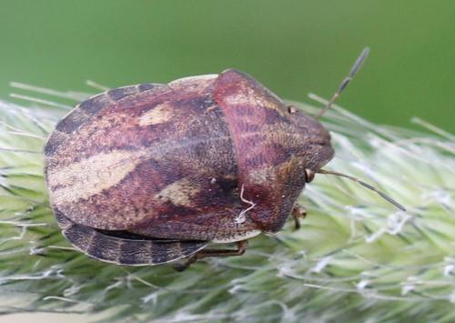 Réf. 120 777 : Eurygaster testudinaria