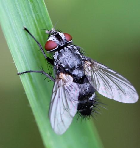 Lydella stabulans