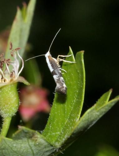 Argyresthia sp.