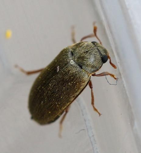 Byturus ochraceus