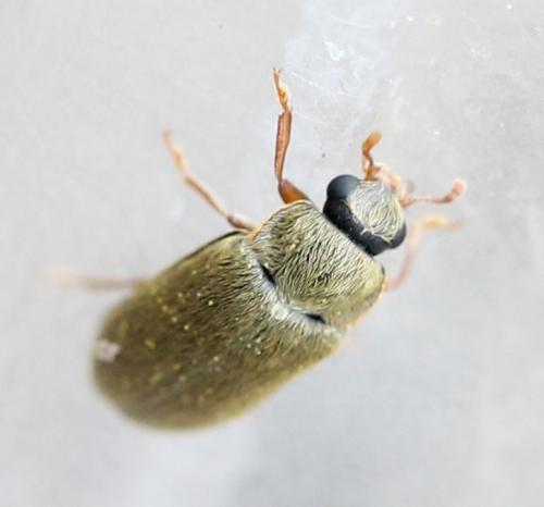 Byturus ochraceus