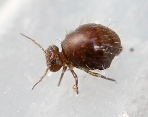 Allacma fusca