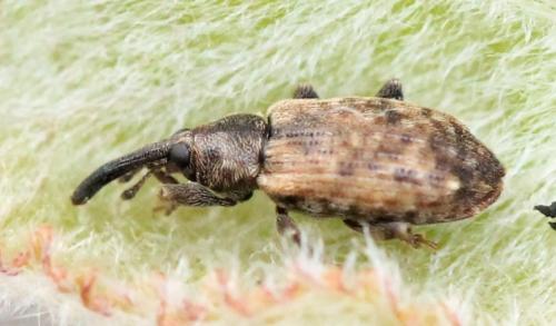 Dorytomus sp.