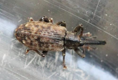 Dorytomus sp.