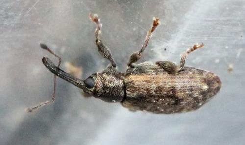 Réf. 120 806 : Dorytomus sp.