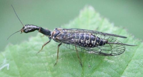 Réf. 120 851 : Subilla confinis