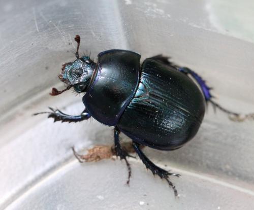 Anoplotrupes stercorosus