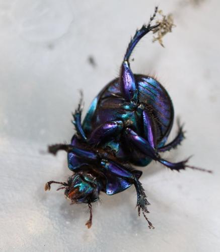 Anoplotrupes stercorosus