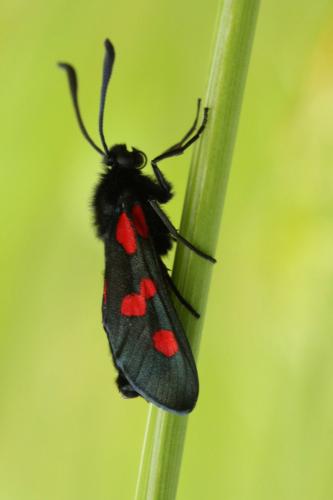 Zygaena trifolii
