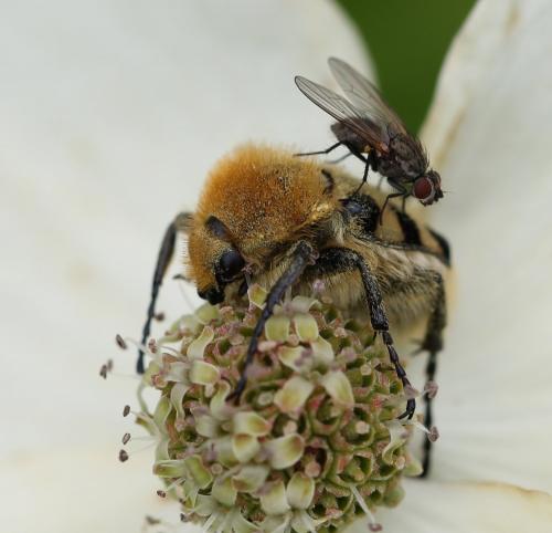 Réf. 120 987 : Trichius fasciatus