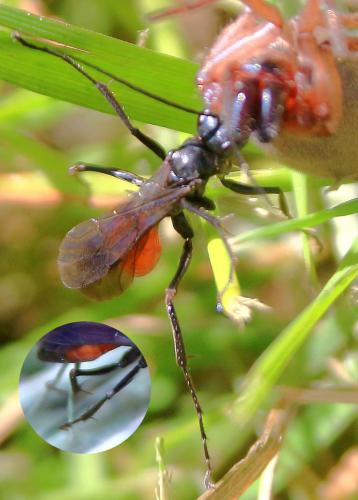 Priocnemis sp.
