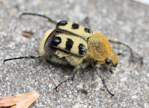 Réf. 120 986 : Trichius fasciatus