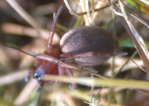 Drassodes sp.