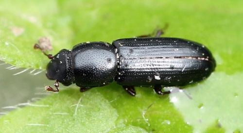 Rhizophagus picipes